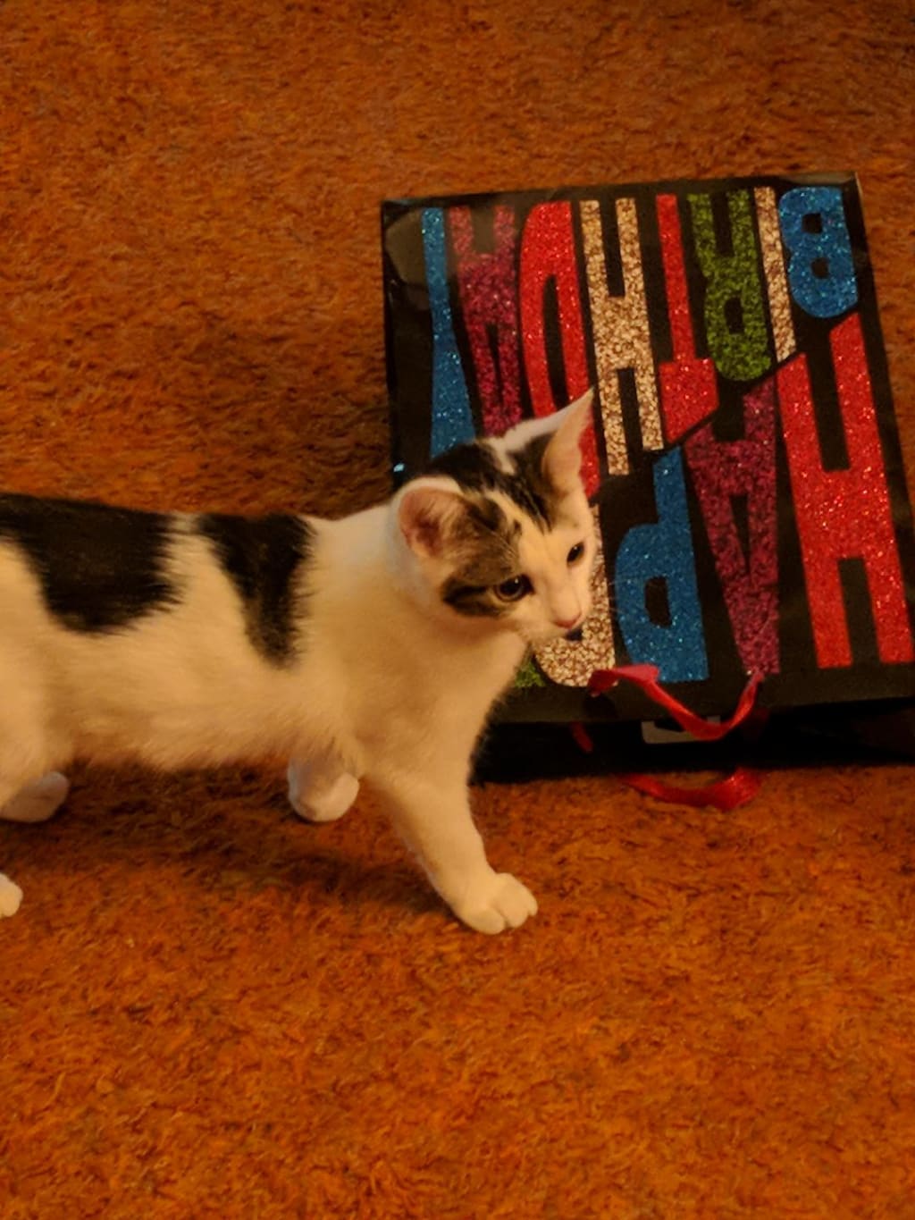 ALL MY KITTENS ALL MY KITTENS