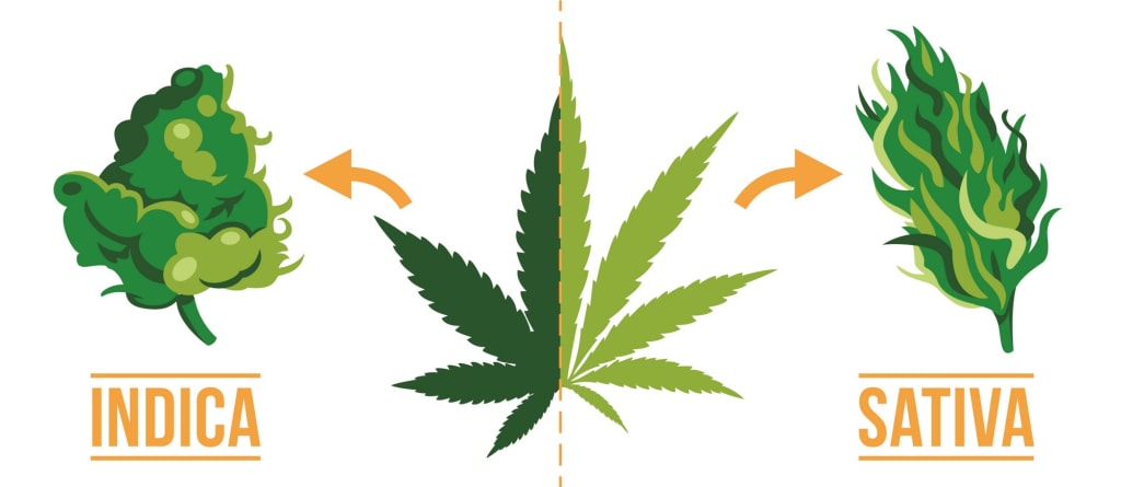 Cannabis: "Sativa" vs. "Indica." Cannabis: "Sativa" vs. "Indica."