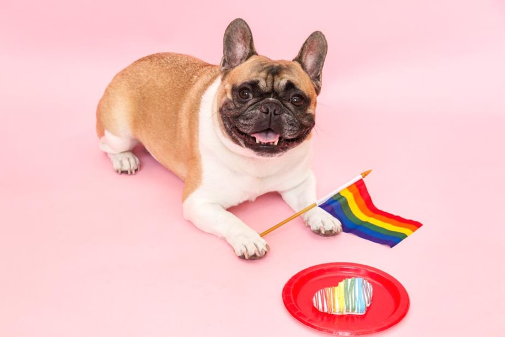 CBD for Dogs: CBD for Dogs: