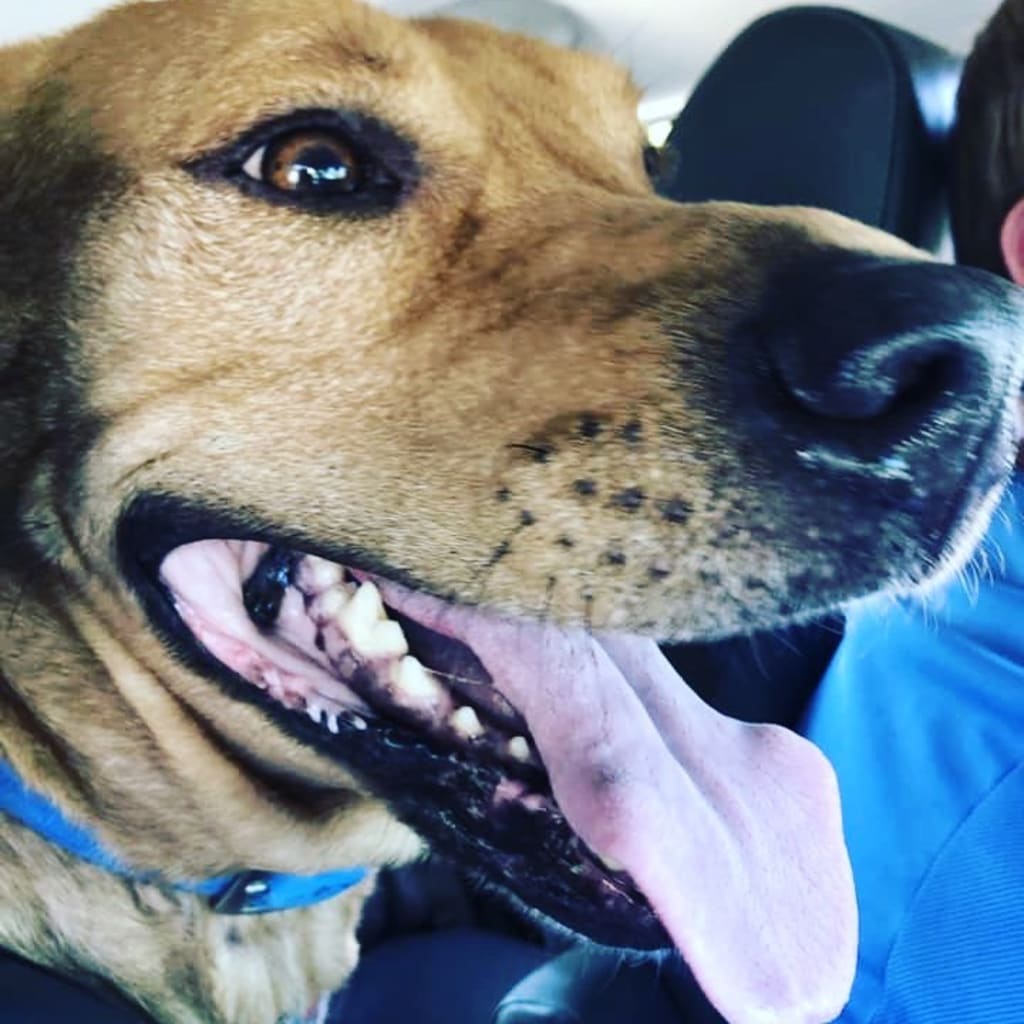 Clifford The "Untrainable Dog".