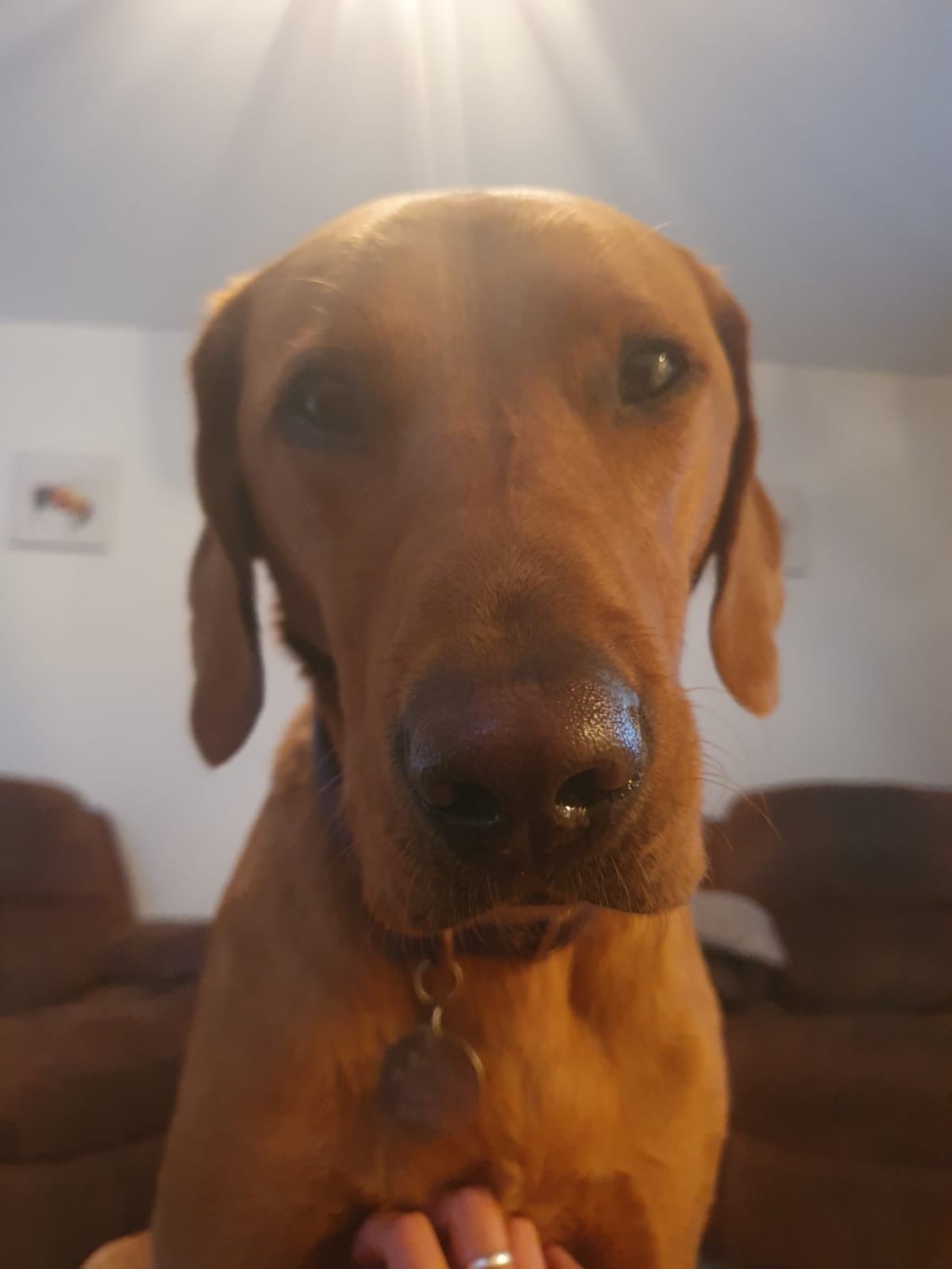 pooch perfection pooch perfection