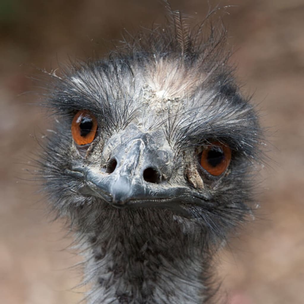 10 Questions for Beginning Birdwatchers 10 Questions for Beginning Birdwatchers
