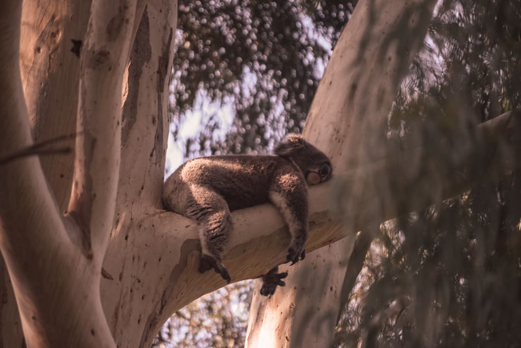 It's a koala's life in South Australia It's a koala's life in South Australia