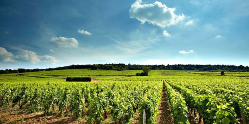 Pinot Paradise Pinot Paradise