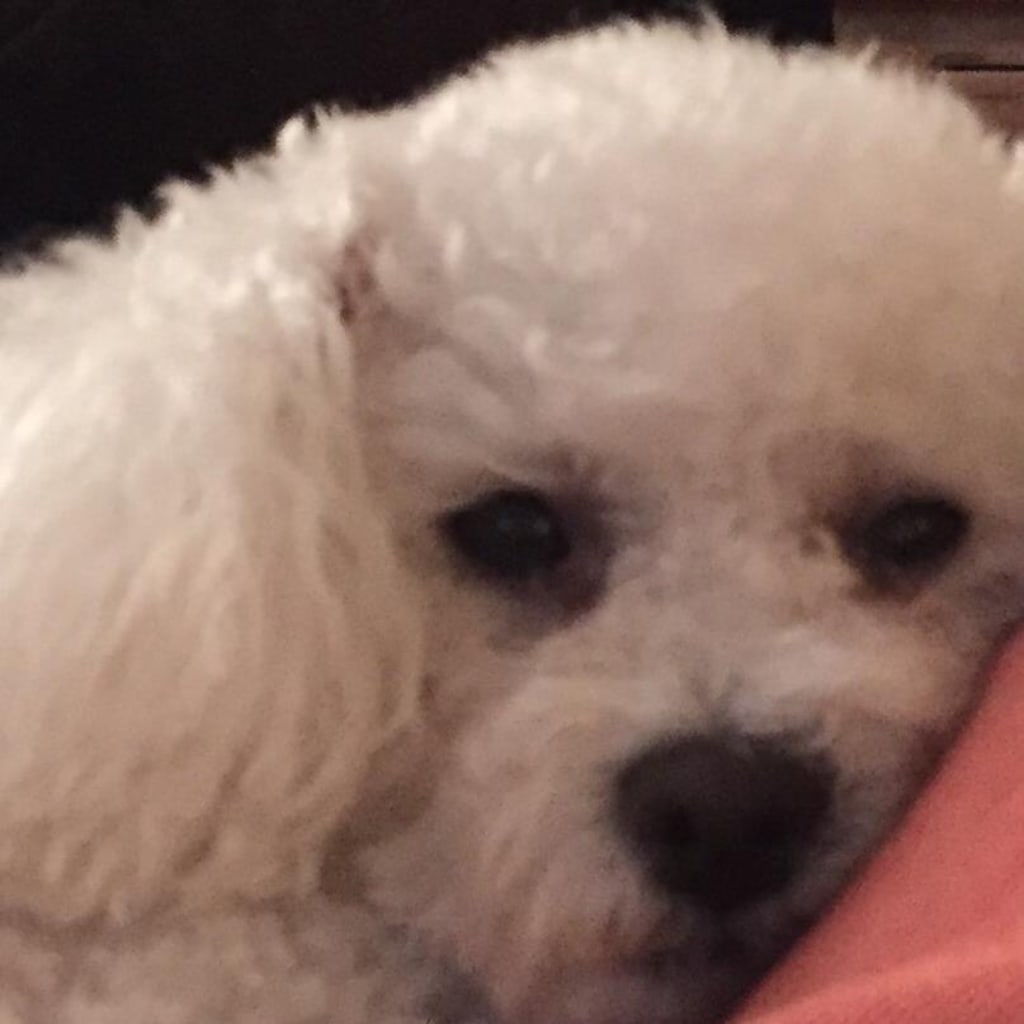 The Beautiful Bichon Frise The Beautiful Bichon Frise