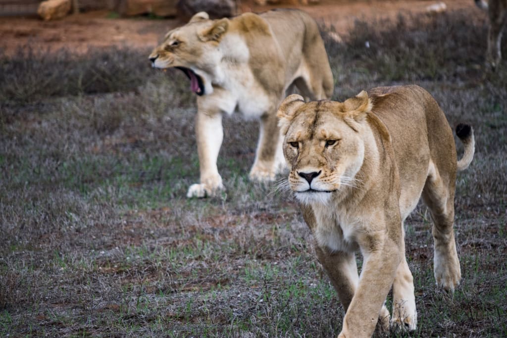 Getting a great Lion Shot Getting a great Lion Shot