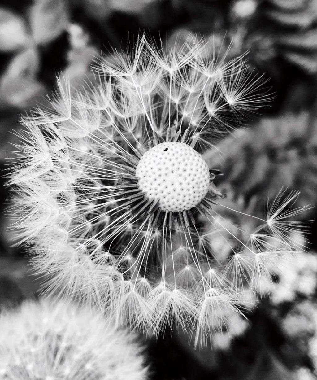 Dandelion Side Effect Dandelion Side Effect