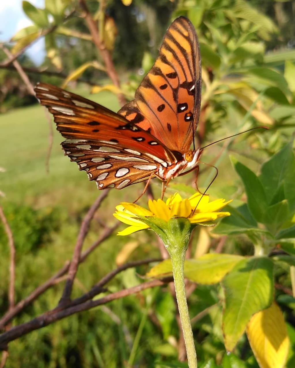 Butterflies Butterflies