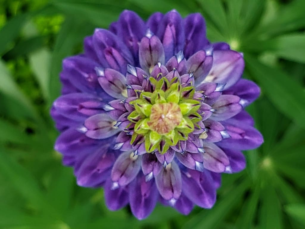 Lupine Mandala Lupine Mandala