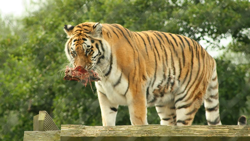 Big Cat Expert Felicia Frisca Responds to New “Tiger King” Controversy. Big Cat Expert Felicia Frisca Responds to New “Tiger King” Controversy.