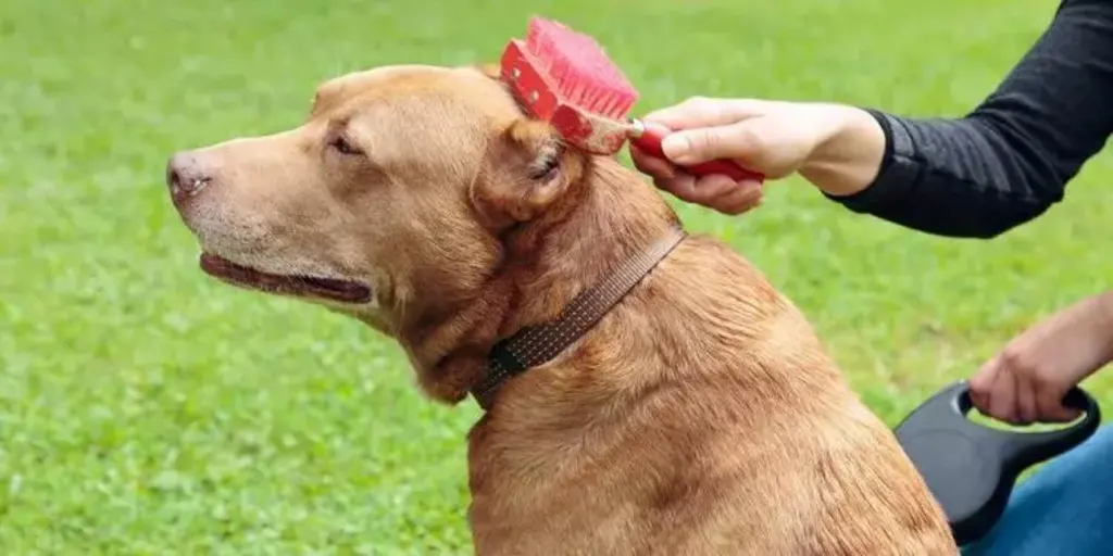 The Best Brush For Pitbull You Will Find The Best Brush For Pitbull You Will Find