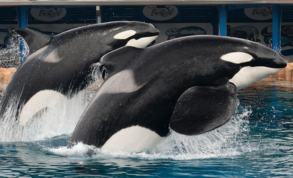 New Research Questions Animal Rights Claims New Research Questions Animal Rights Claims