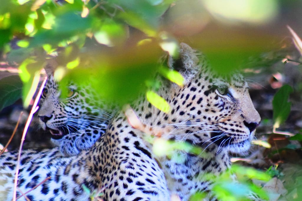 How to plan an affordable Botswana safari How to plan an affordable Botswana safari
