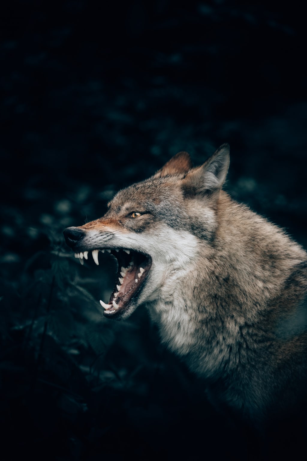 The werewolf hunter in the mansion over the hill - Part 1 The werewolf hunter in the mansion over the hill - Part 1