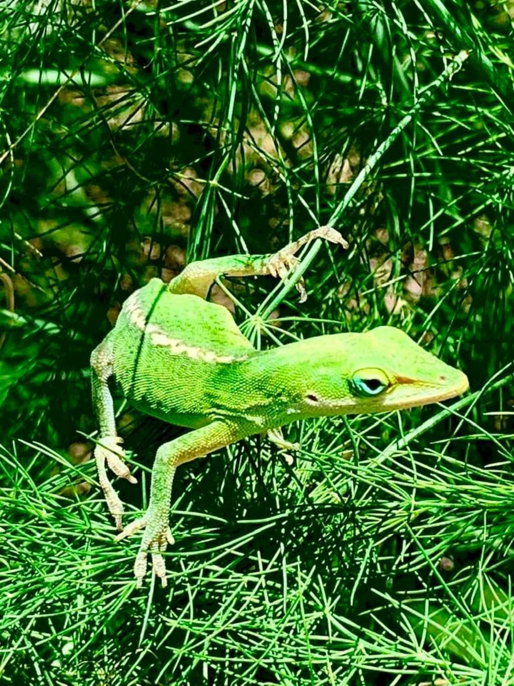 Green Garden Friend Green Garden Friend
