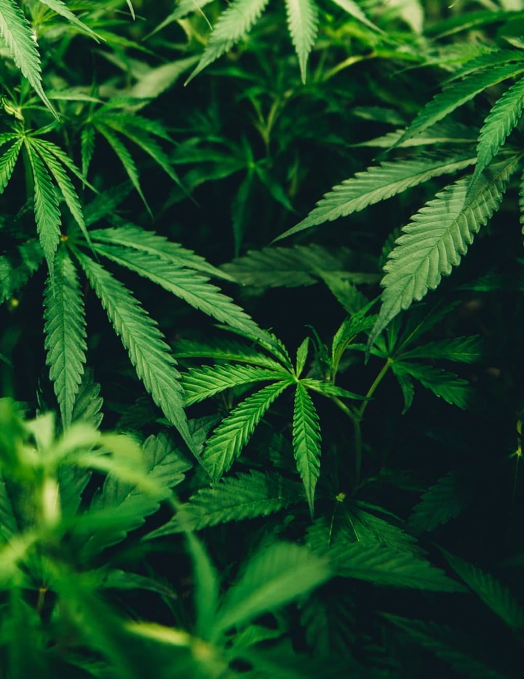 Some Things About Cannabis Some Things About Cannabis