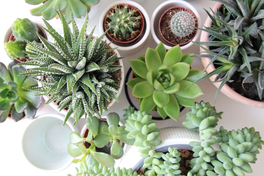 Succulent Studios July Box | Realistic Review Succulent Studios July Box | Realistic Review