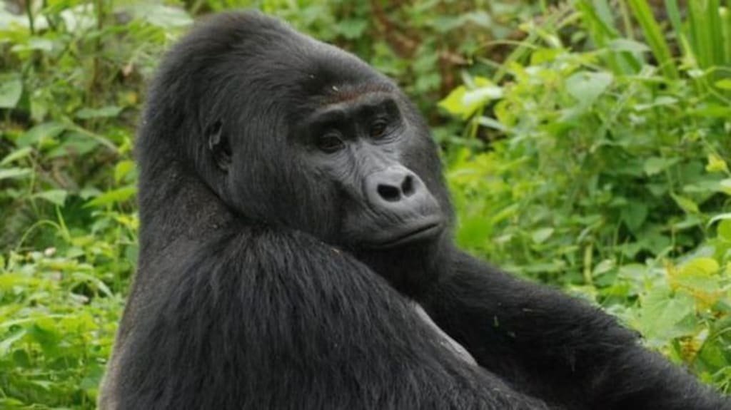 Eleven years in prison for the hunter who killed a popular gorilla in Africa Eleven years in prison for the hunter who killed a popular gorilla in Africa