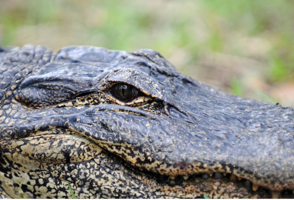 Reason First: Serial Killer Joe Ball the ‘Gator King’ Reason First: Serial Killer Joe Ball the ‘Gator King’