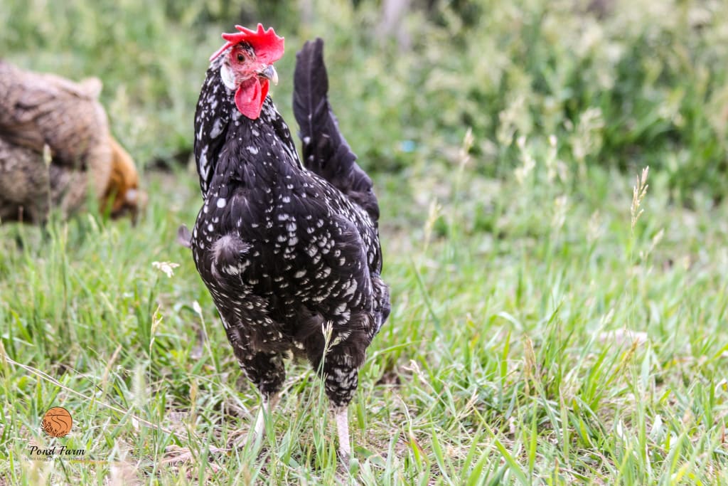 Backyard Chickens Backyard Chickens