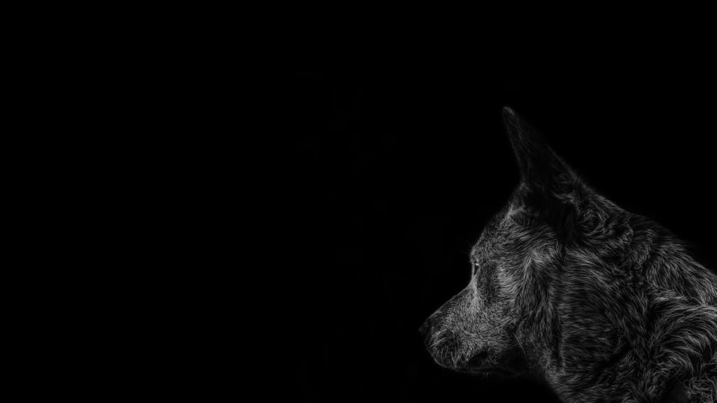 Custom Pet Portraits: How It Works Custom Pet Portraits: How It Works