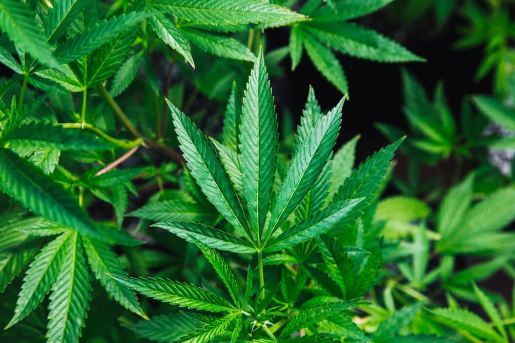 My Open Letter to the Cannabis Community: I'm Sorry My Open Letter to the Cannabis Community: I'm Sorry