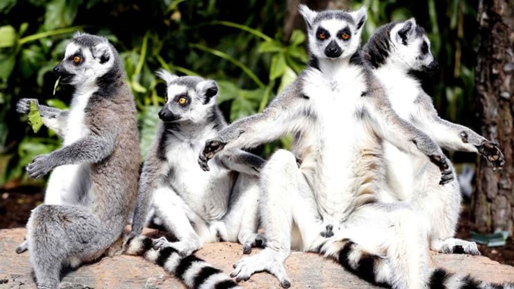 European hamster, North Atlantic whale, many lemurs on brink of extinction European hamster, North Atlantic whale, many lemurs on brink of extinction