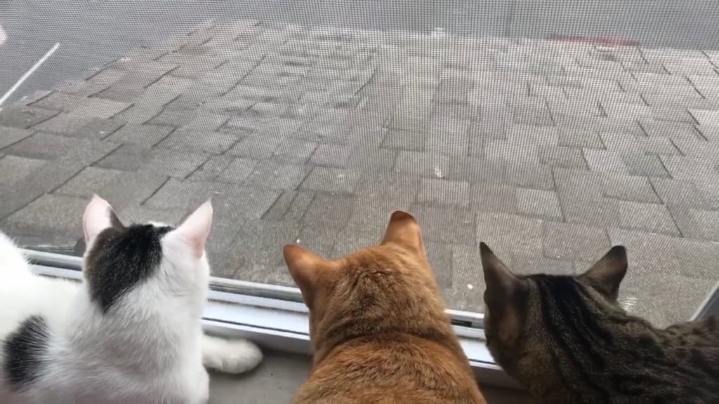 Combat The Epidemic of Loneliness By Adopting A Cat Combat The Epidemic of Loneliness By Adopting A Cat