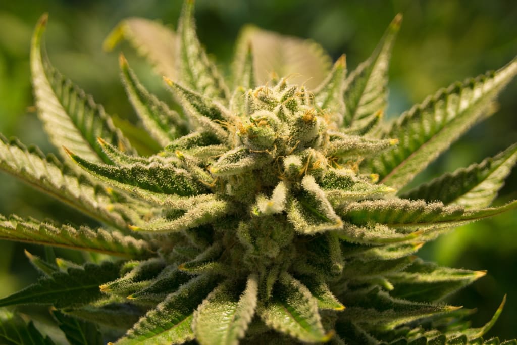 Finding a Doctor of Medical Marijuana
Finding a Doctor of Medical Marijuana