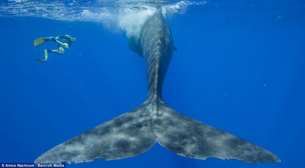 10 Mind-blowing Facts About The Largest Animal to Ever Exist 10 Mind-blowing Facts About The Largest Animal to Ever Exist