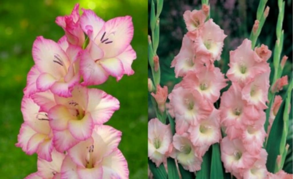 How to grow Gladiolus and it’s impotance?