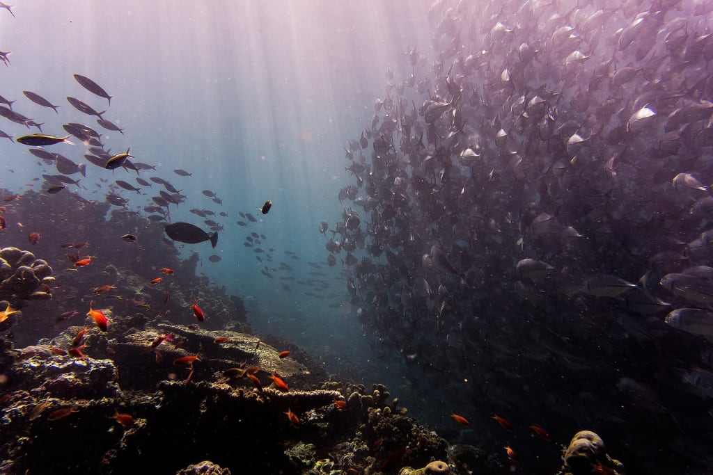 The Best Places to Snorkel in Malaysia
The Best Places to Snorkel in Malaysia