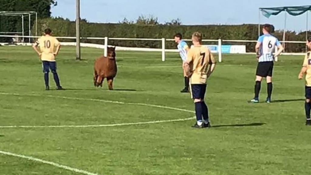 Alpaca on the Pitch! Alpaca on the Pitch!