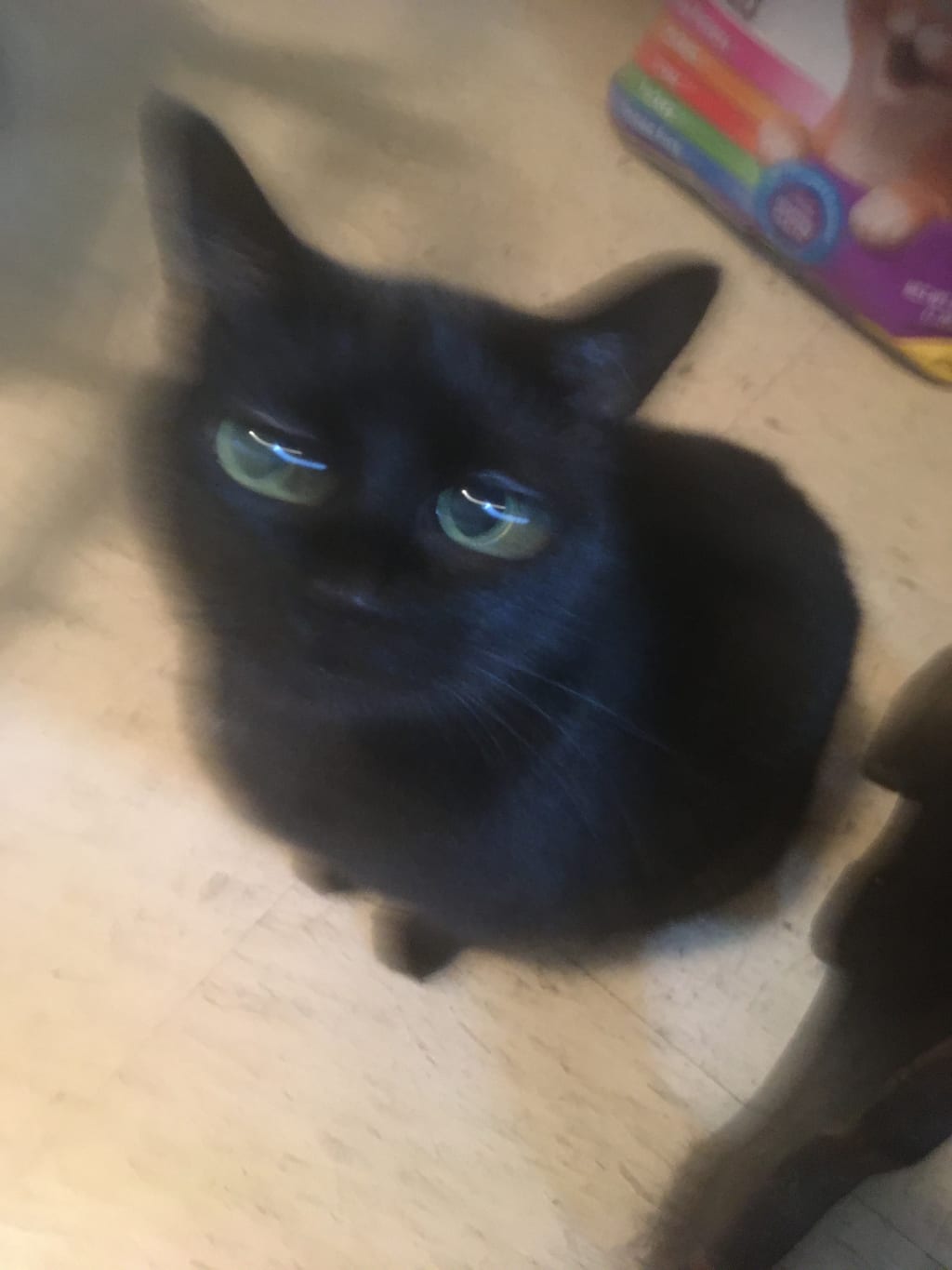 A Not So Sociable Cat A Not So Sociable Cat