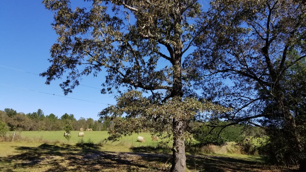 Dear Deer, Please forgive me. Dear Deer, Please forgive me.