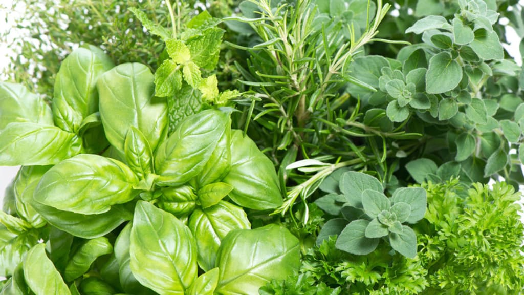 14 Plants For Cough, Lung Infections, And Bronchitis