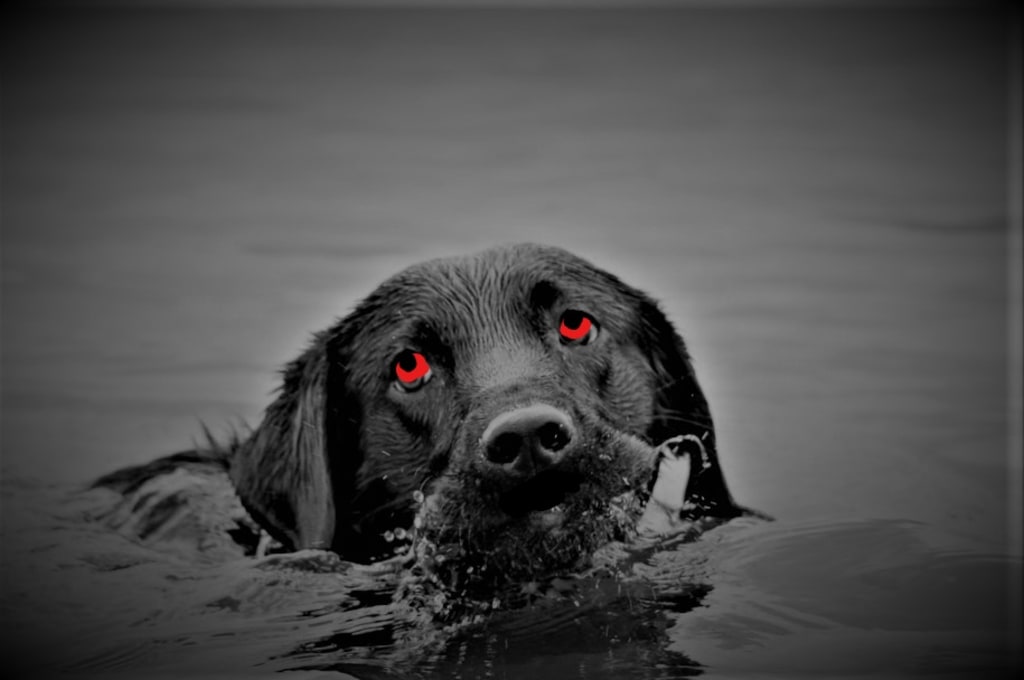 The Monster of Black Lake The Monster of Black Lake