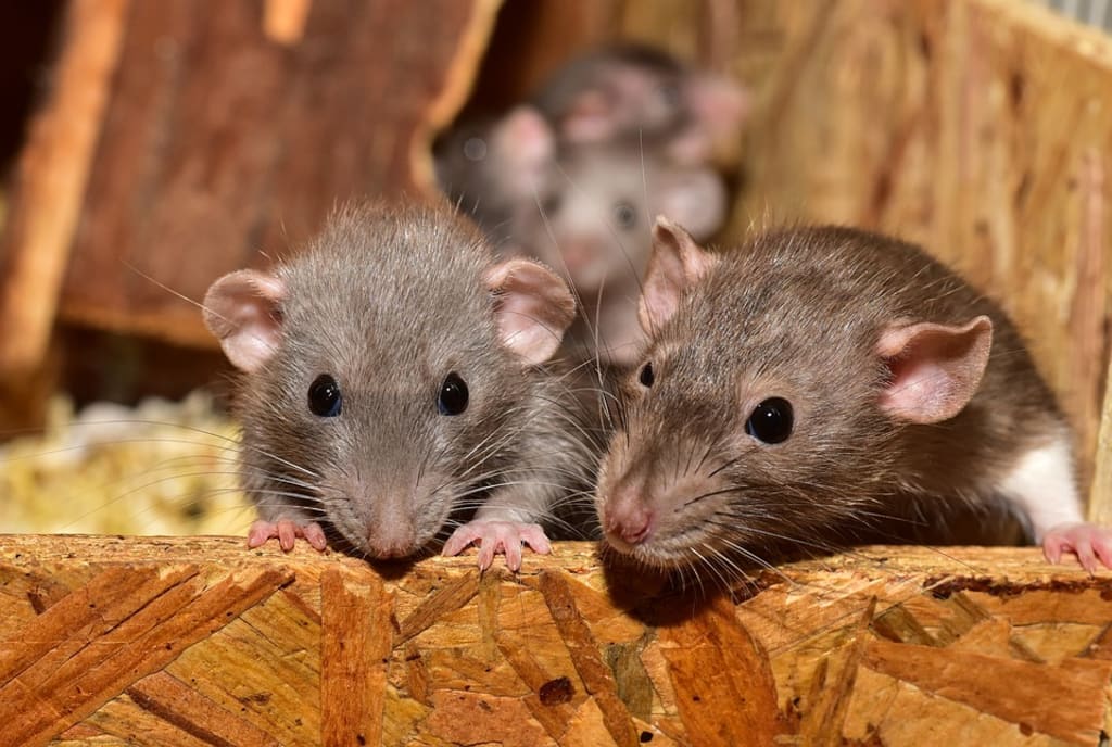 RATS: Why They Are Awesome and Why Stereotypes About Them Are Wrong RATS: Why They Are Awesome and Why Stereotypes About Them Are Wrong