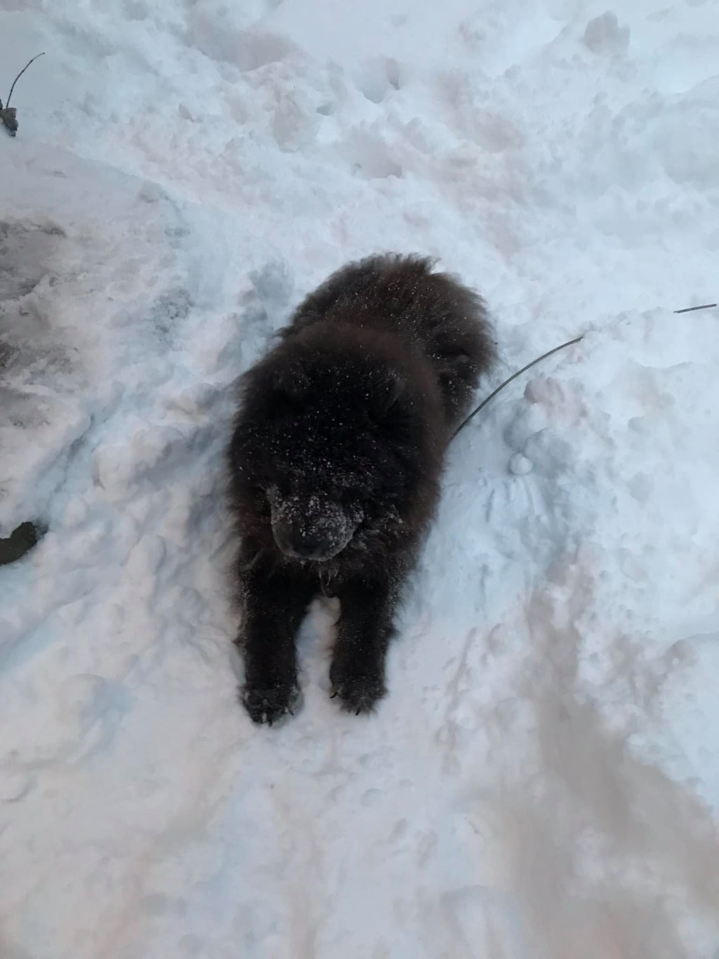 Brace Your Paws...Winter is Coming Brace Your Paws...Winter is Coming