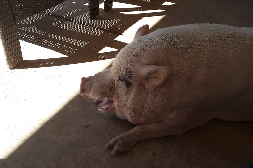 Potbellied pigs are loose in the streets! Potbellied pigs are loose in the streets!