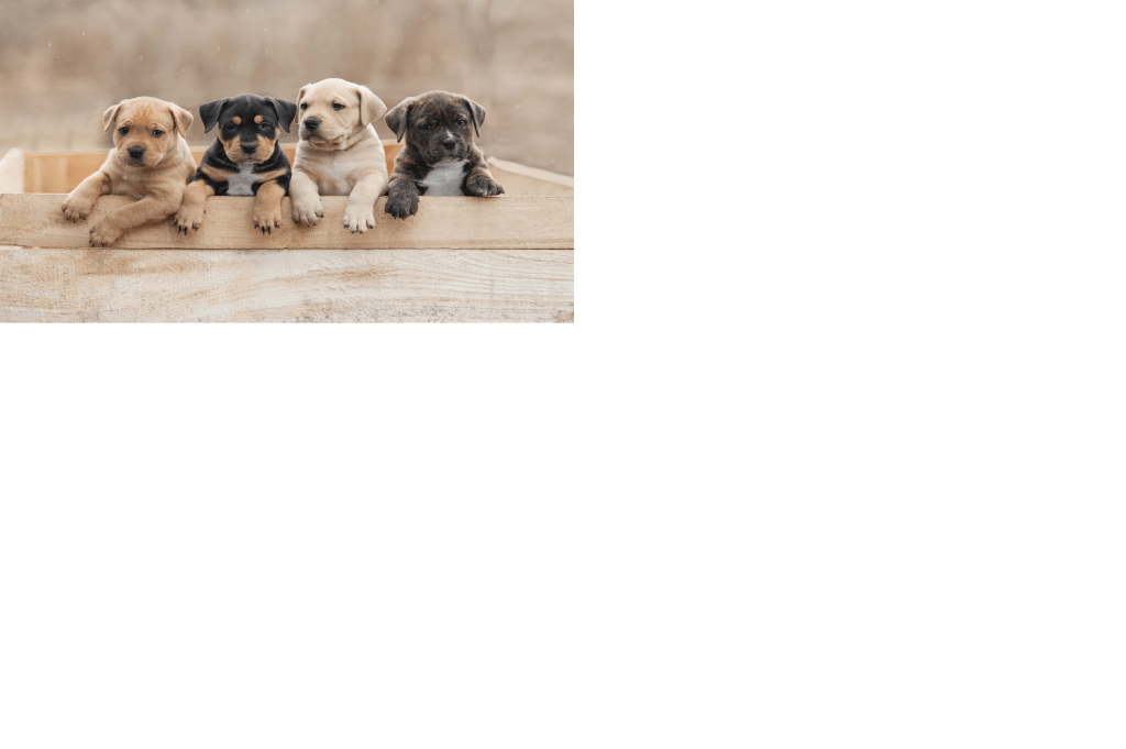 How to take Care of Your Puppy
How to take Care of Your Puppy