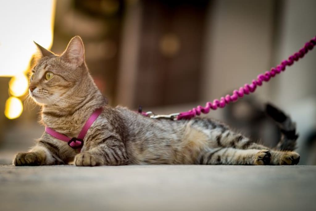 Guide To Choosing The Best Escape Proof Cat Harmless Guide To Choosing The Best Escape Proof Cat Harmless