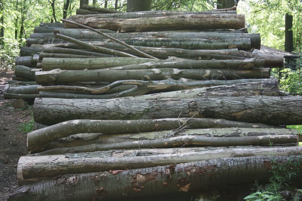 Tree cutting in aalborg with focus on safety
Tree cutting in aalborg with focus on safety