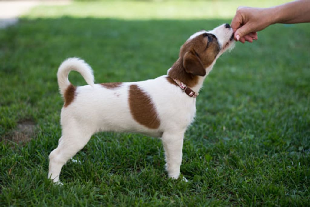 A Guide On How To Do Crate Puppy Training A Guide On How To Do Crate Puppy Training