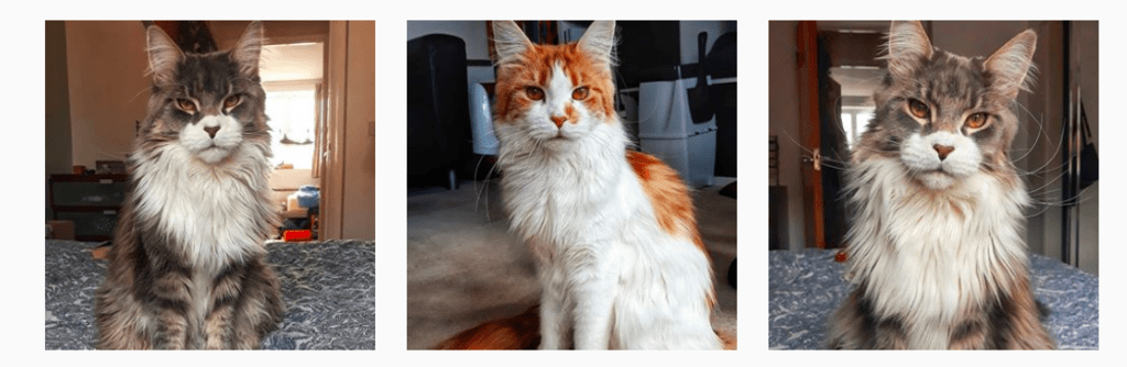 How to Make Your Pet Famous on Instagram How to Make Your Pet Famous on Instagram