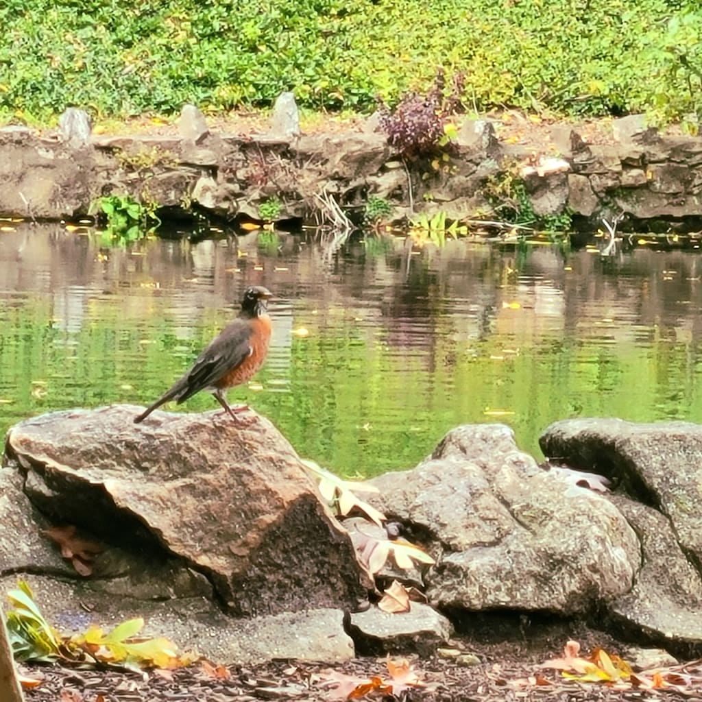 American Robin American Robin