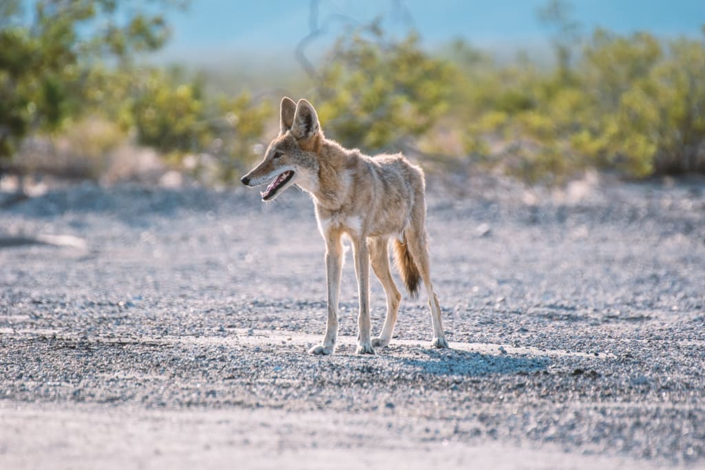 Always Scream at Coyotes, Humane Society Says Always Scream at Coyotes, Humane Society Says