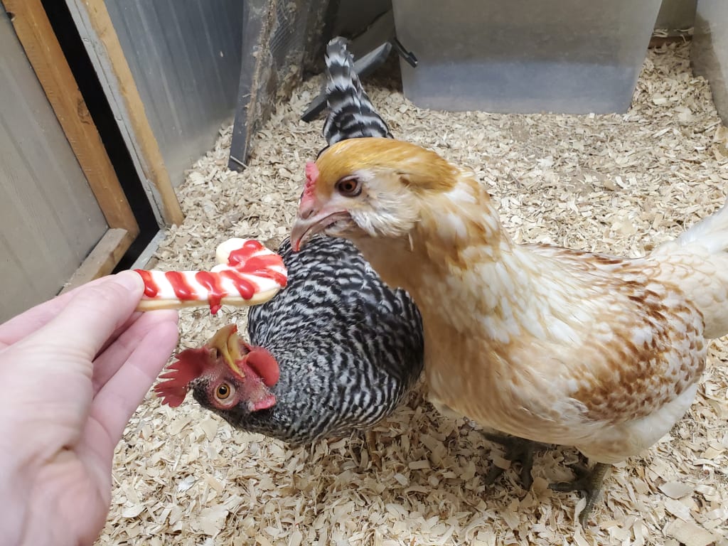 Want to Eliminate Holiday Food Waste? Get Chickens Want to Eliminate Holiday Food Waste? Get Chickens