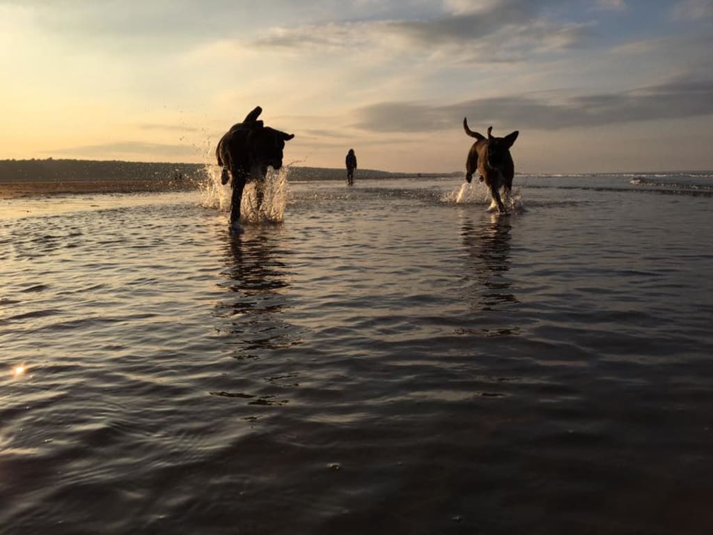 Canine Companions and Mental Health Canine Companions and Mental Health