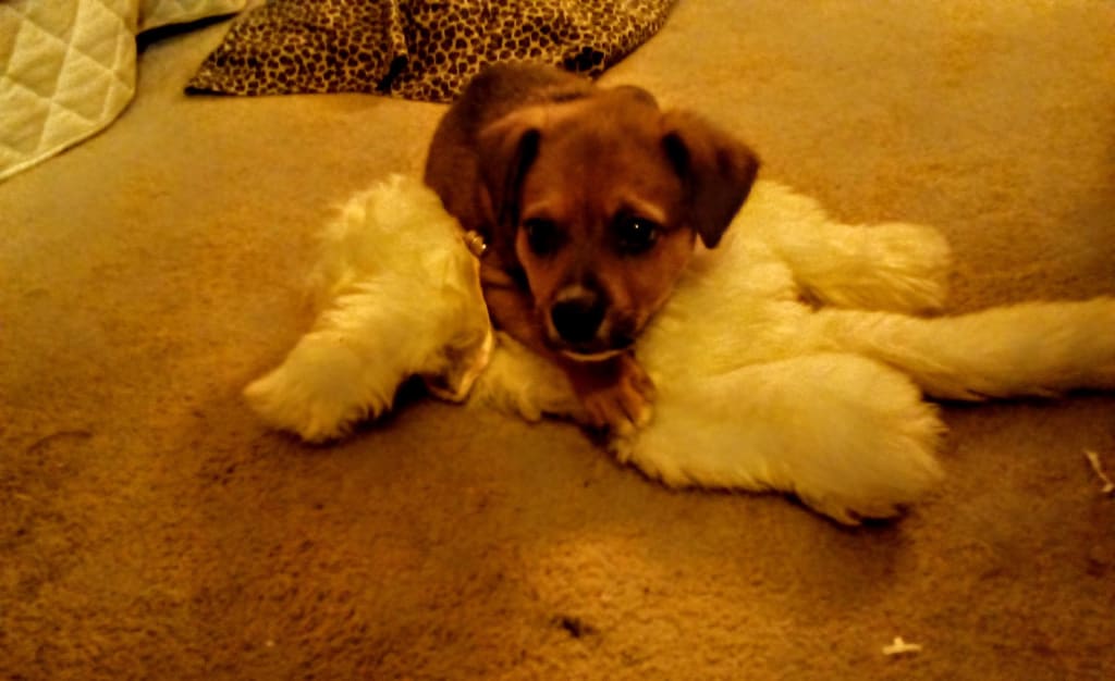 Loki, the Dog of Mischief Chapter 2 Loki, the Dog of Mischief Chapter 2